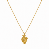 Collana anatomico